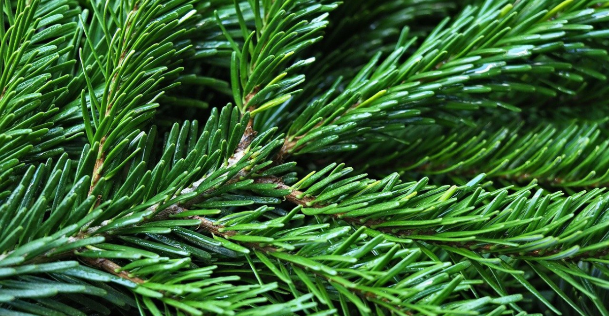 Fir needles